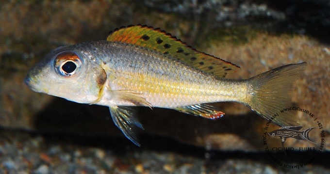 Callochromis melanostigma 'Uvira'
